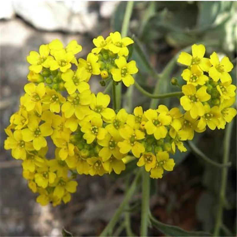 岩生庭芥种子多年生宿根花草春秋简单易播种庭院绿化景观花卉