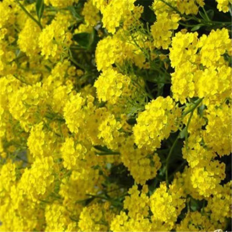 岩生庭芥种子多年生宿根花草春秋简单易播种庭院绿化景观花卉