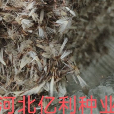吴凤草种子大叶吴凤草种子