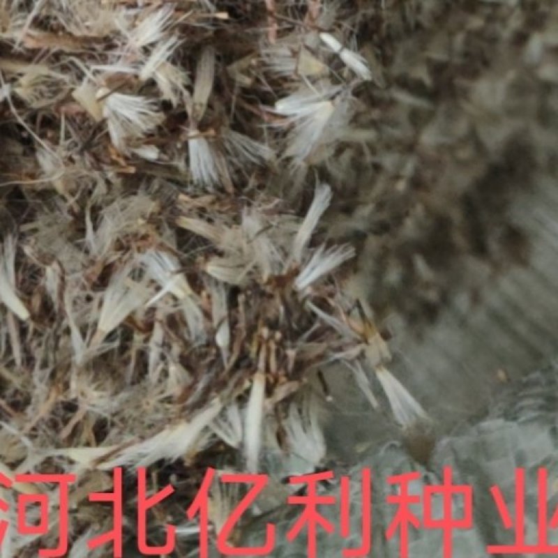 吴凤草种子大叶吴凤草种子