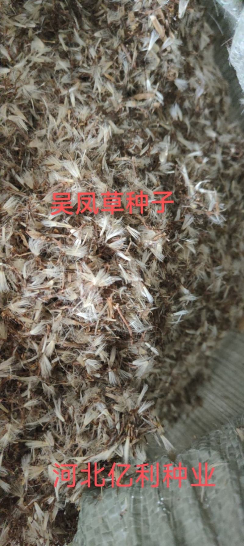 吴凤草种子大叶吴凤草种子