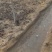 红栌,美国红栌，丛生红栌基地直销，价格优惠