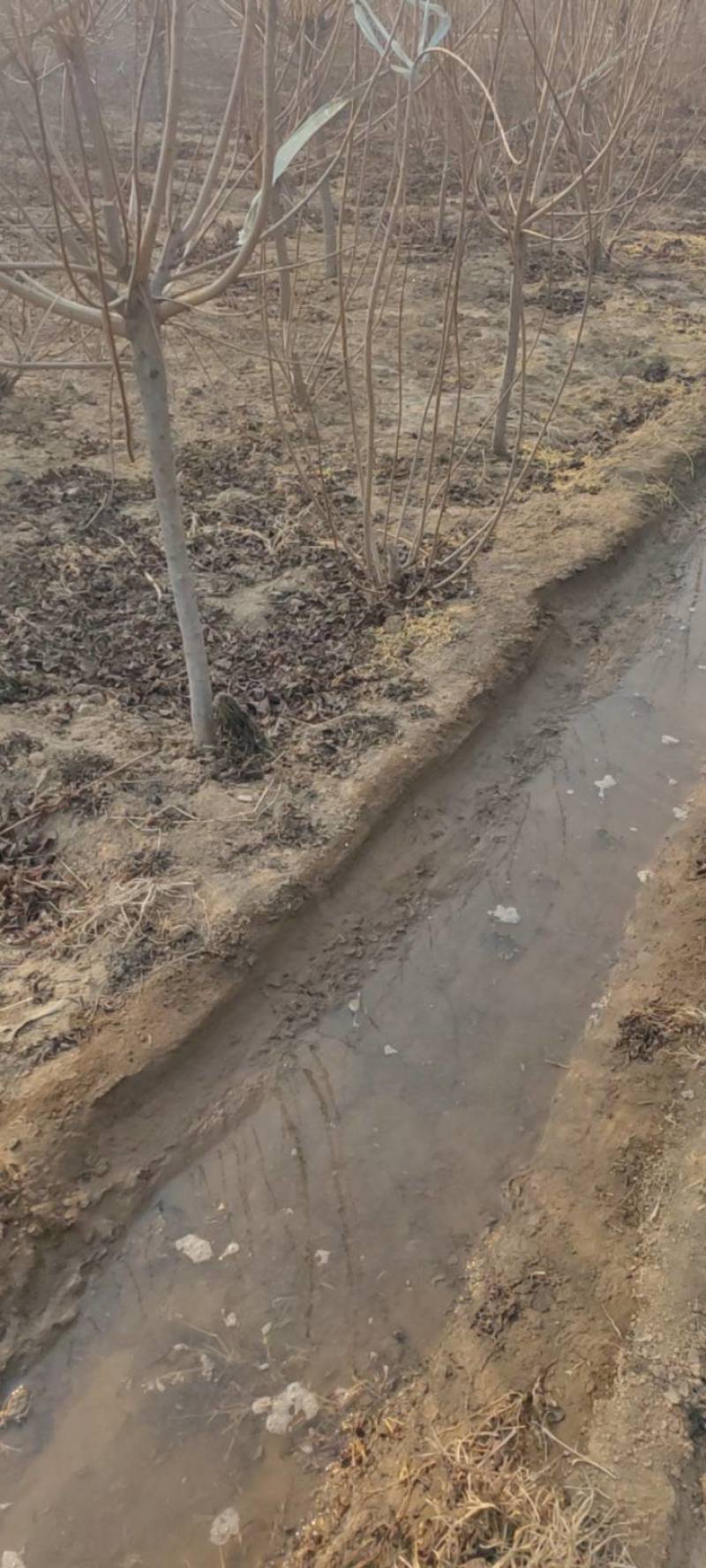 红栌,美国红栌，丛生红栌基地直销，价格优惠