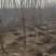 红栌,美国红栌，丛生红栌基地直销，价格优惠