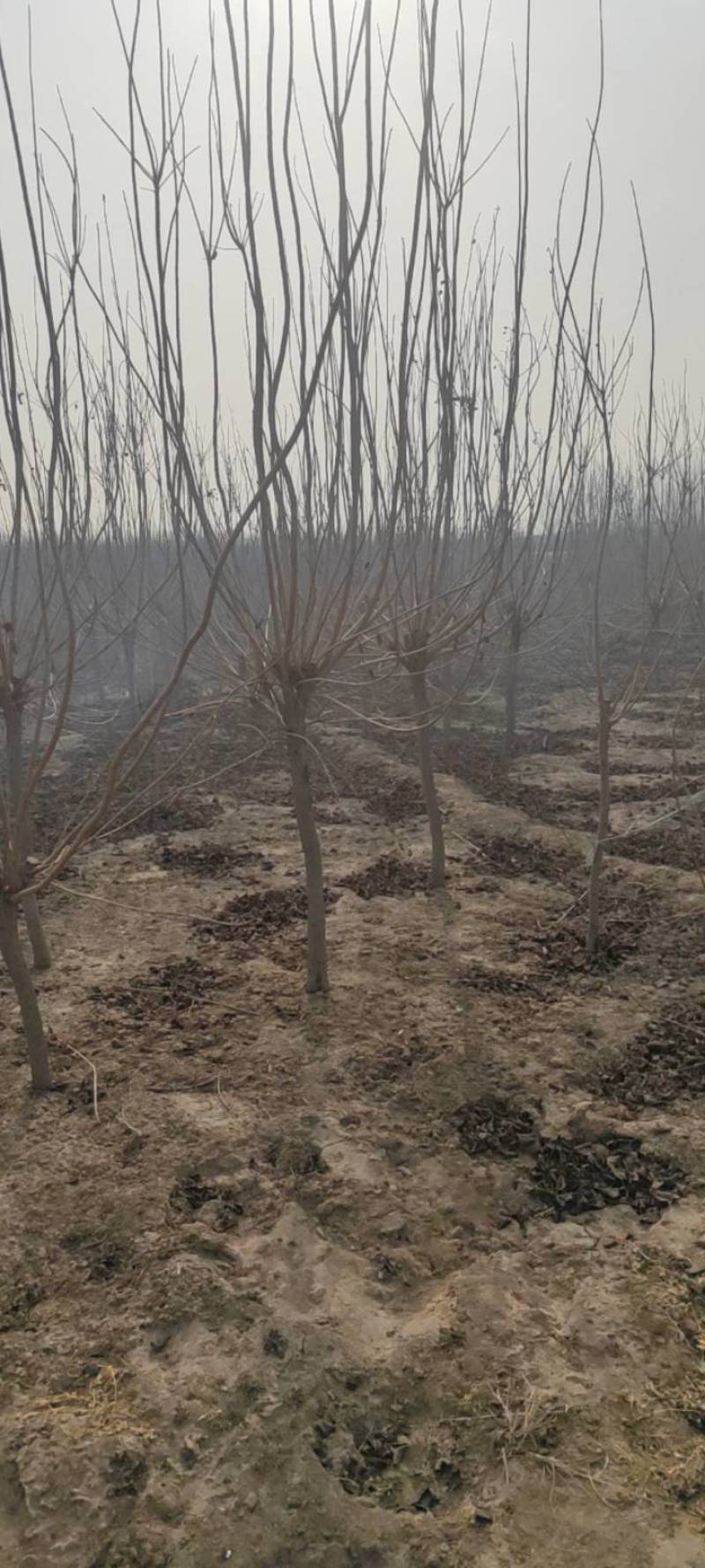 红栌,美国红栌，丛生红栌基地直销，价格优惠