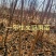 一年生文冠果等级苗100万株，基地自产自销。
