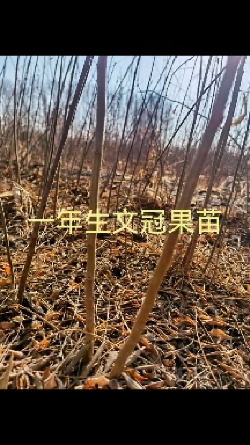 一年生文冠果等级苗100万株，基地自产自销。