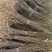 一年生文冠果等级苗100万株，基地自产自销。