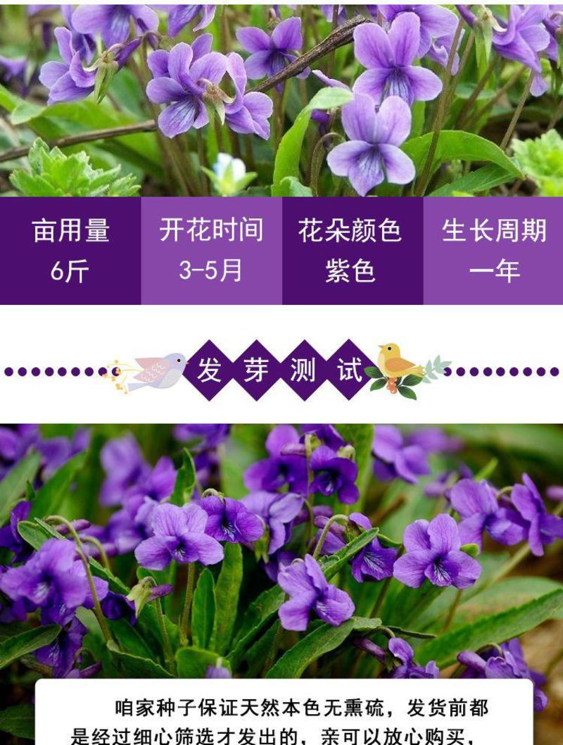 紫花地丁种子，多年生草本耐寒花籽可做地被绿化花卉种子批发
