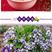 紫花地丁种子，多年生草本耐寒花籽可做地被绿化花卉种子批发