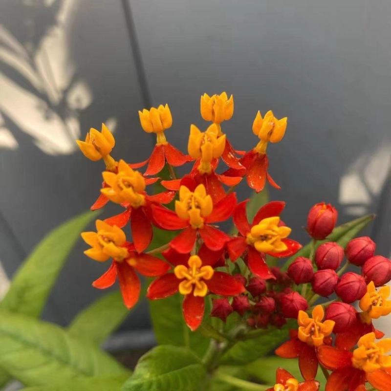 马利筋籽花种子草花籽种子