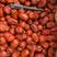 皮皮枣大量上市中一手货源厂家直发品质保障价格低