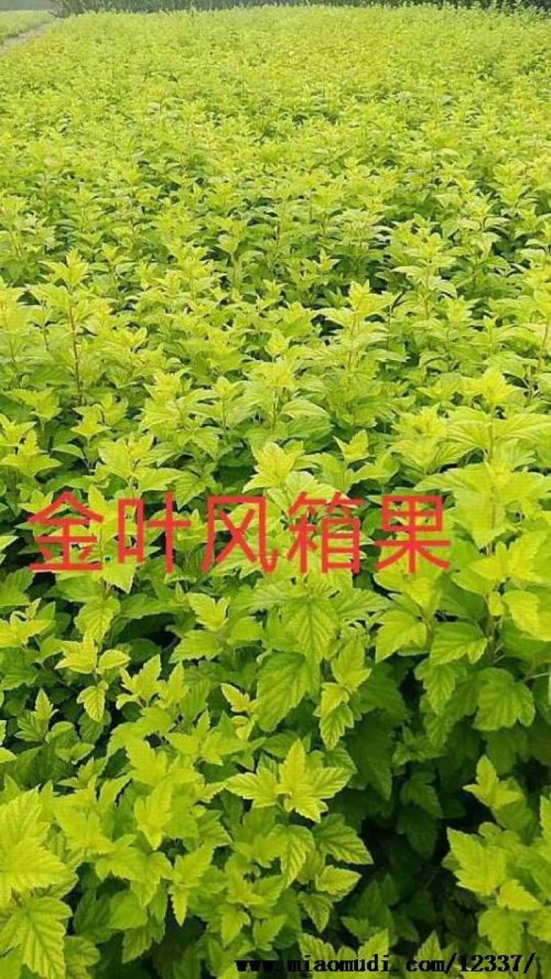 金叶枫香果，极易成活，极耐寒，抗旱，维护成本低，扦插苗。