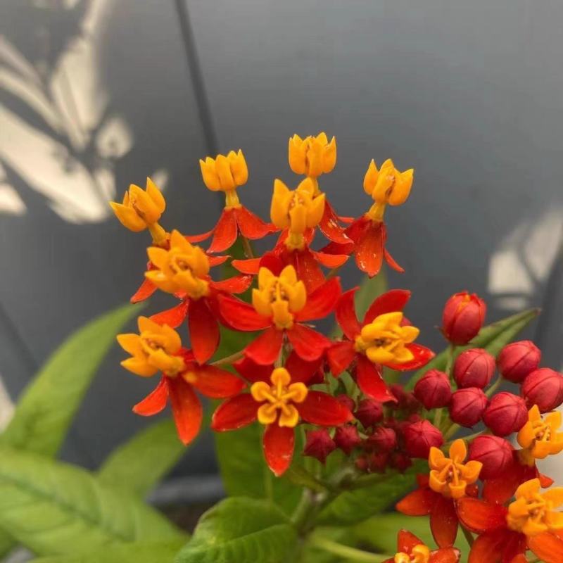 马利筋籽花种子草花籽种子