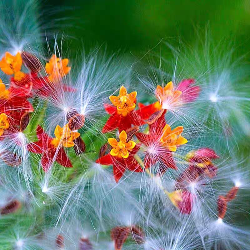 马利筋籽花种子草花籽种子