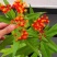马利筋籽花种子草花籽种子