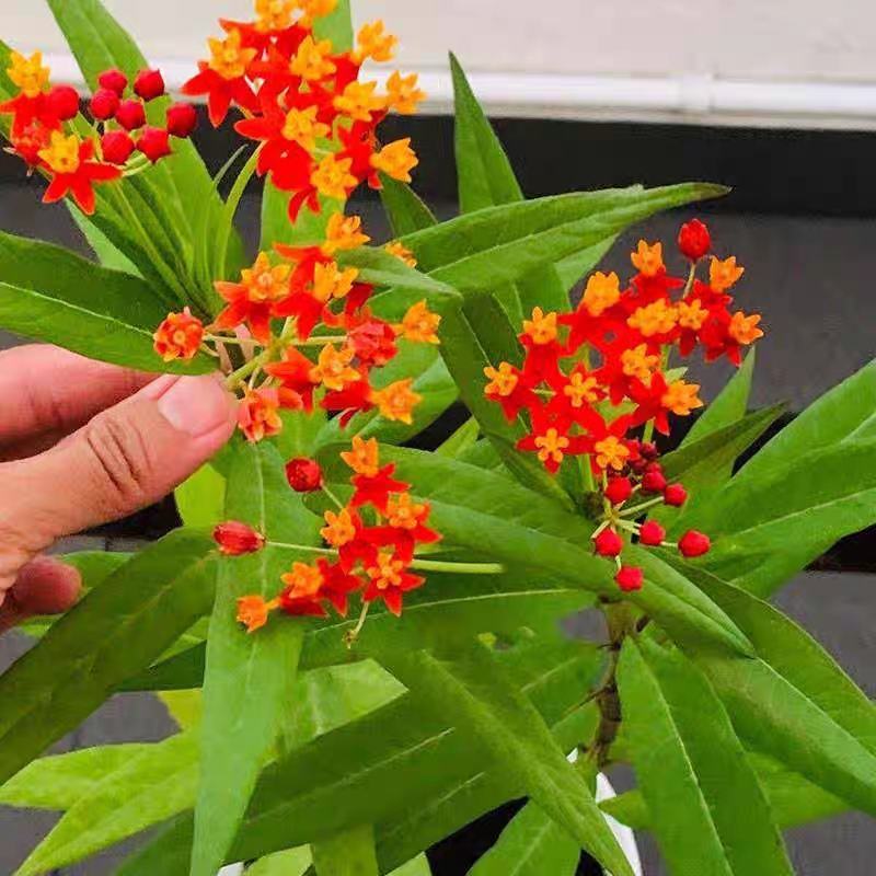 马利筋籽花种子草花籽种子