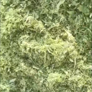 优质黄储，打包散装