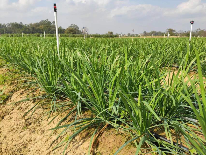 大叶韭菜根系特写