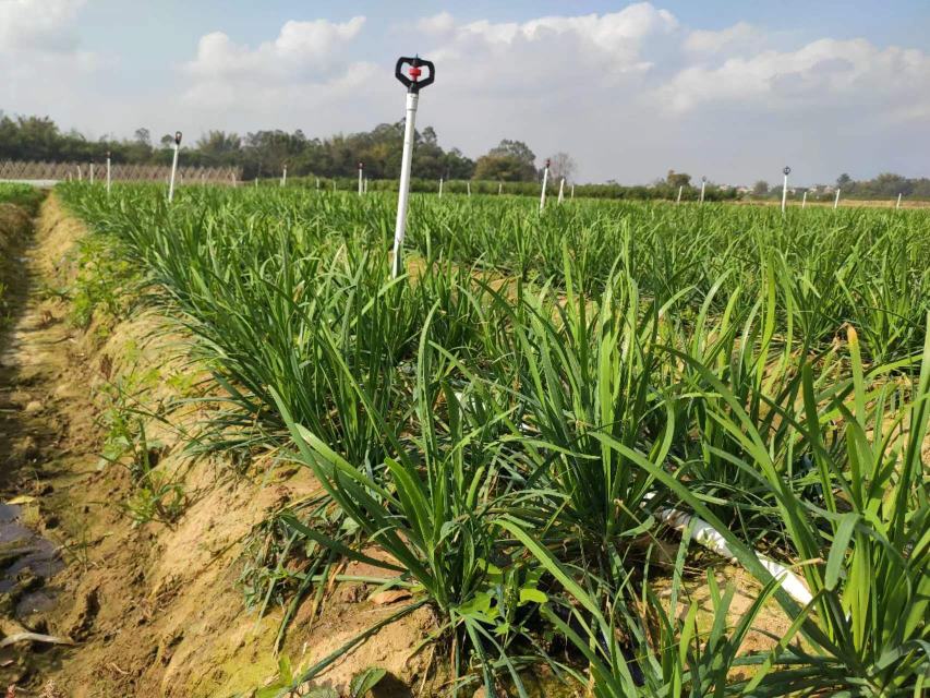 一片广阔的大叶韭菜头种植基地,整齐的畦垄呈绿色条纹状延伸至远方,农民正在田间进行采收作业,使用竹筐收集新鲜韭菜头,天空晴朗,远处可见农业大棚和灌溉系统,体现现代化生态农业场景 大叶韭菜头种植基地航拍图