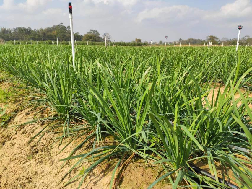 韭菜王植株整体形态展示