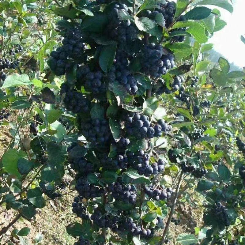 黑果花楸（不老莓）种苗扦插苗，规格全，保纯，量大优惠