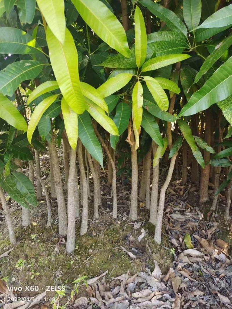 【牛商推荐】茂名化州荔枝苗现挖现发保质保量