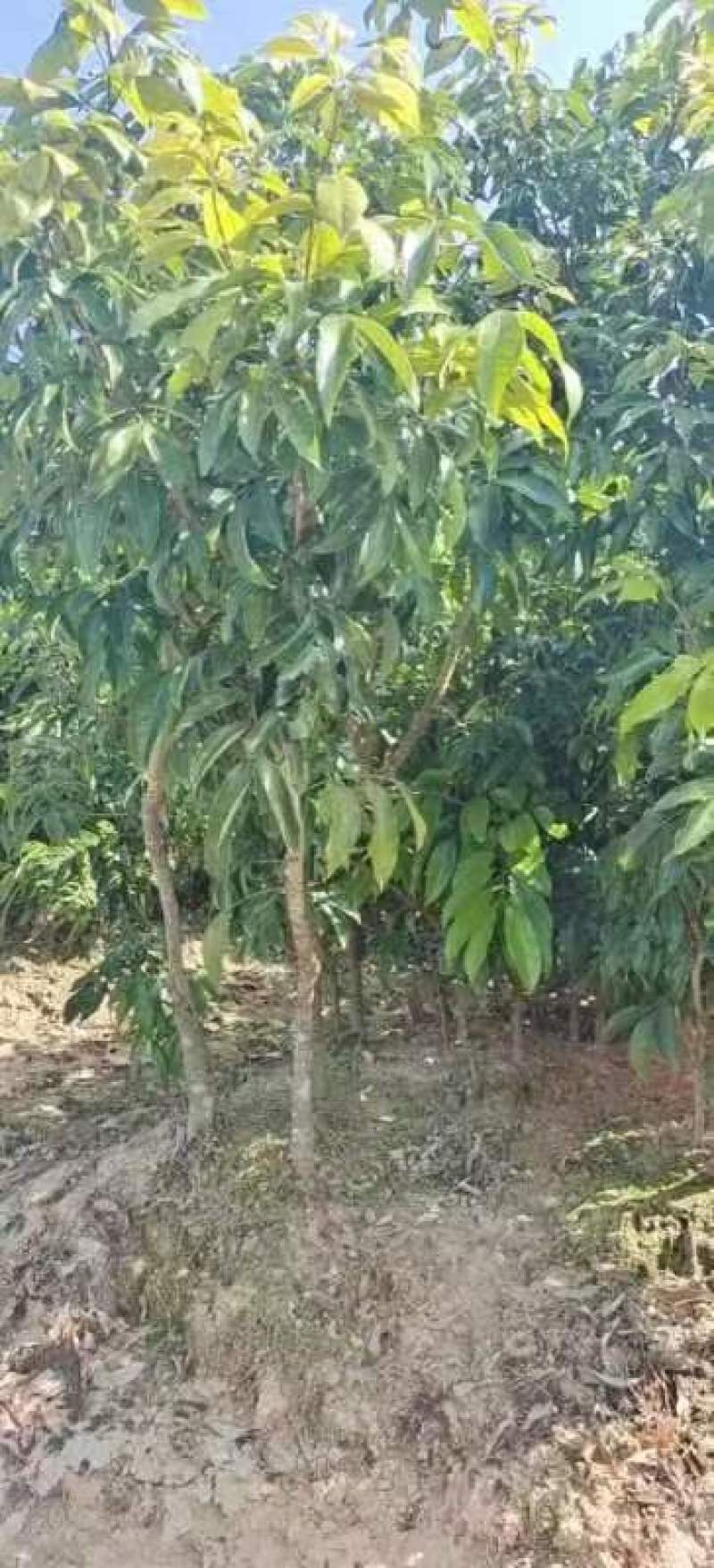 【牛商推荐】茂名化州荔枝苗现挖现发保质保量