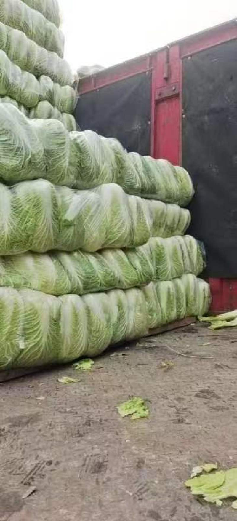 河北邯郸永年大白菜一手货源货源充足价格便宜欢迎咨询
