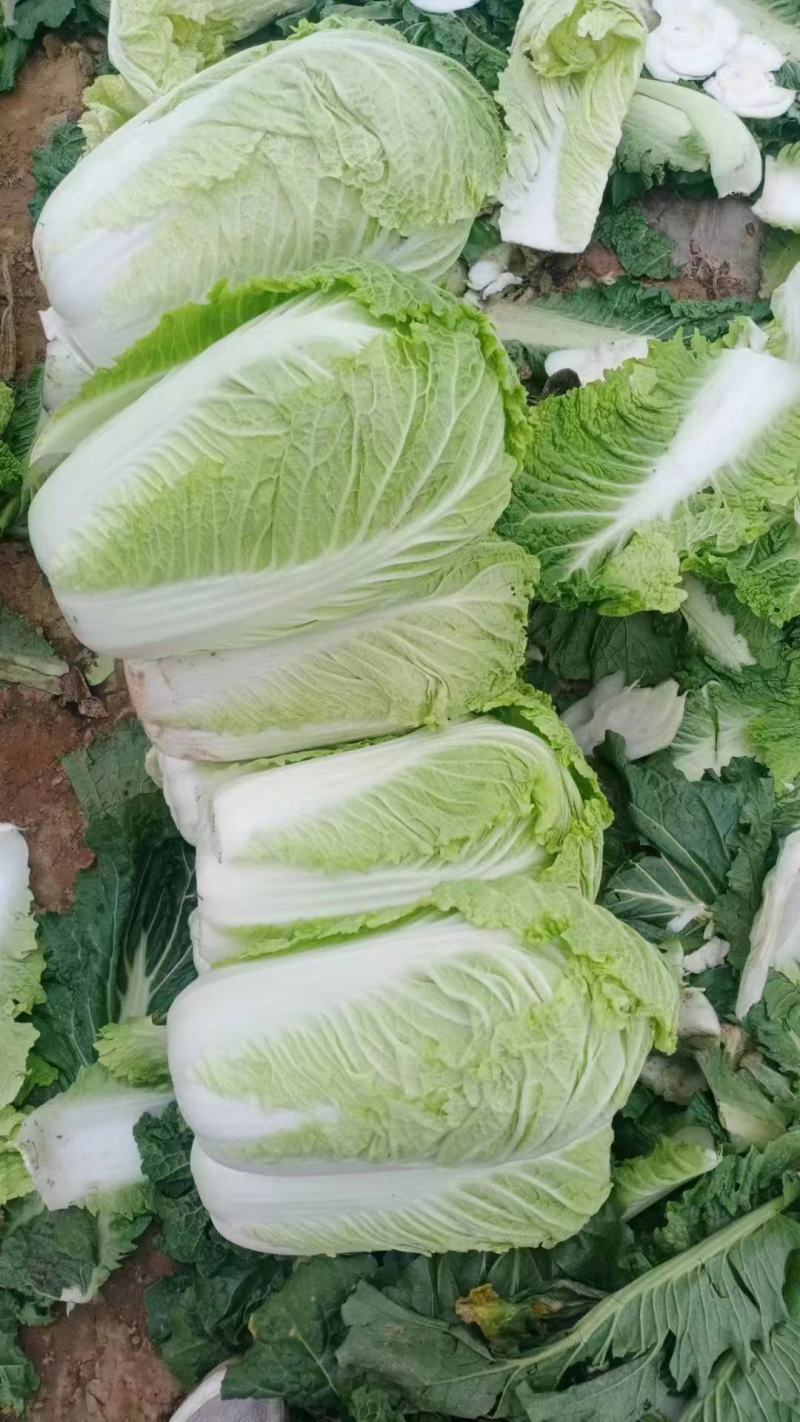 河北邯郸永年大白菜一手货源货源充足价格便宜欢迎咨询