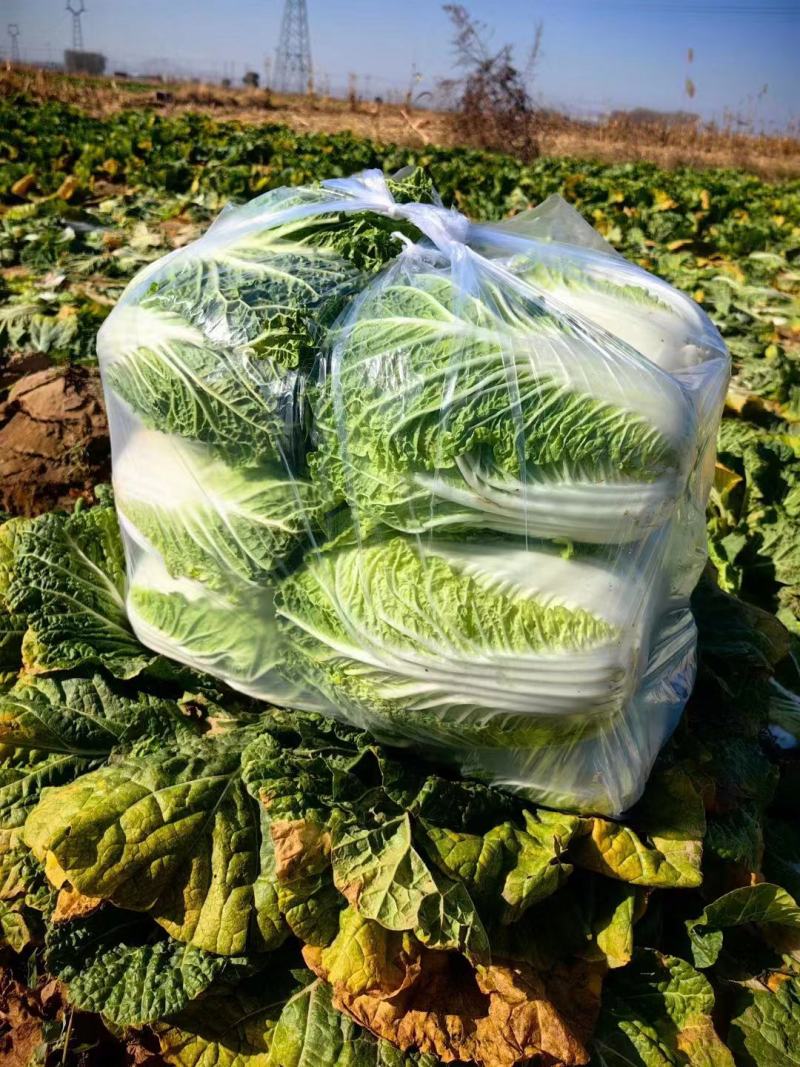 河北邯郸永年大白菜一手货源货源充足价格便宜欢迎咨询