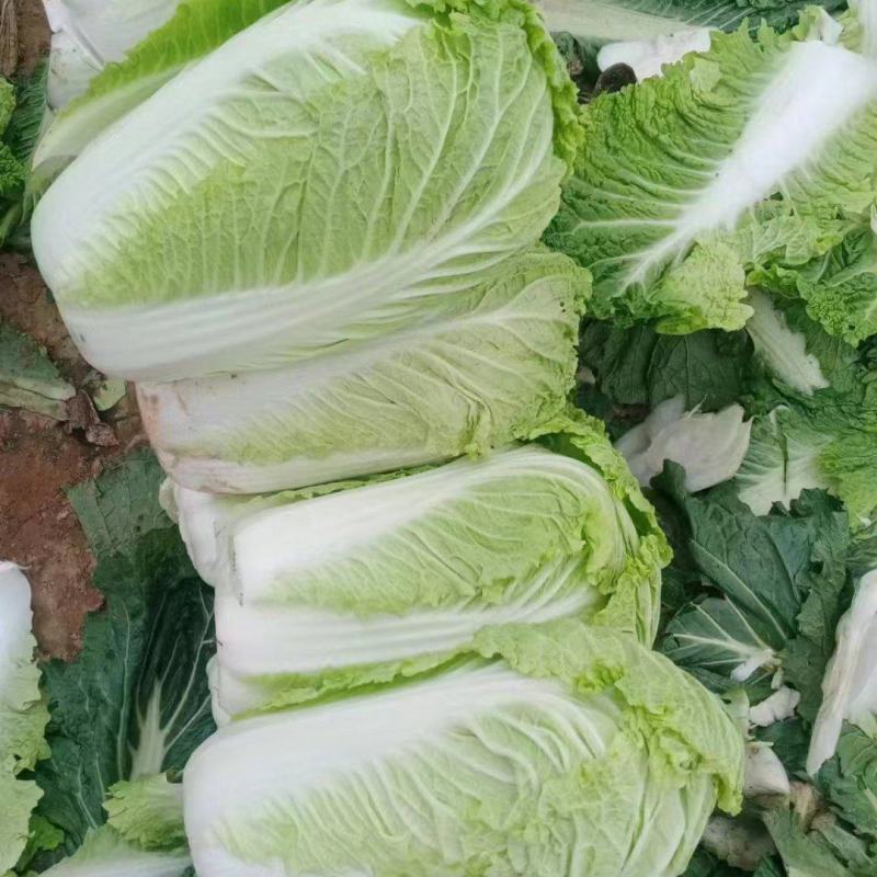 河北邯郸永年大白菜一手货源货源充足价格便宜欢迎咨询