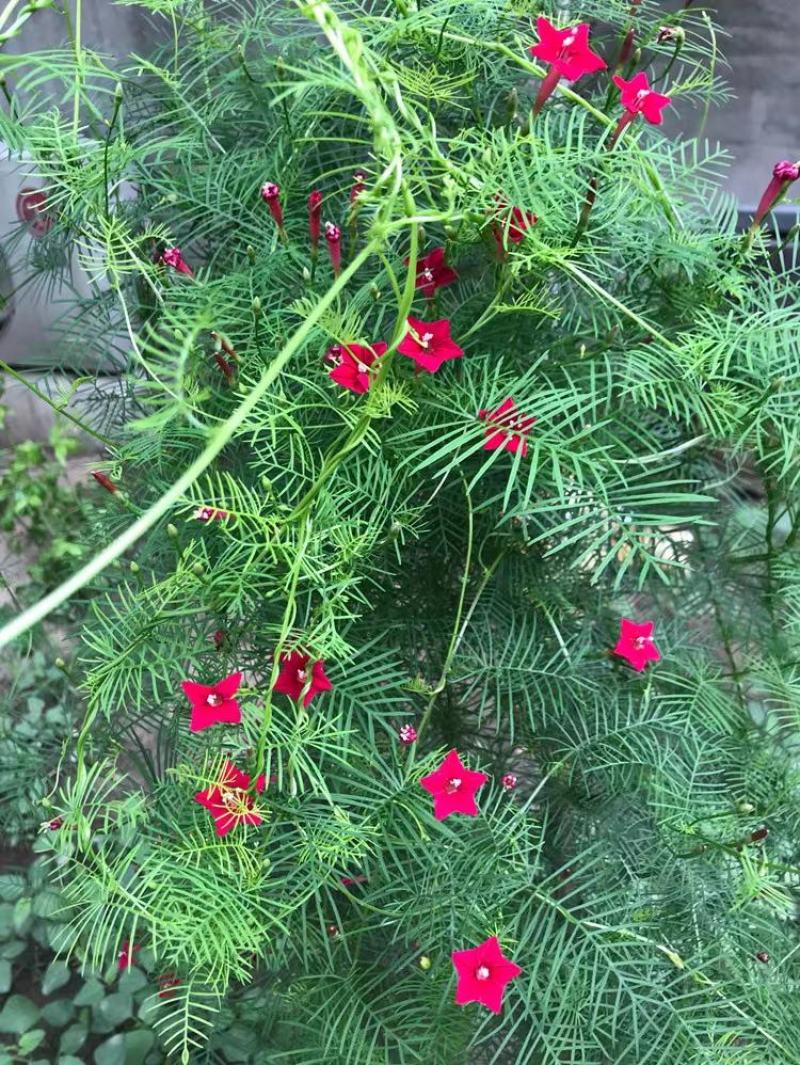 羽叶茑萝花种子四季开花易活庭院室外内盆栽爬藤攀援植物花种