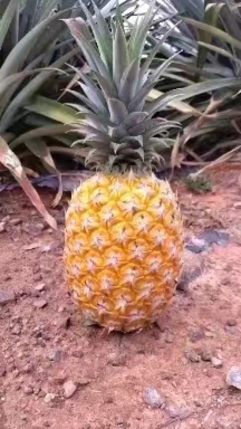 海南香水菠萝，凤梨大量现货供应中，欢迎各位老板前来对接中