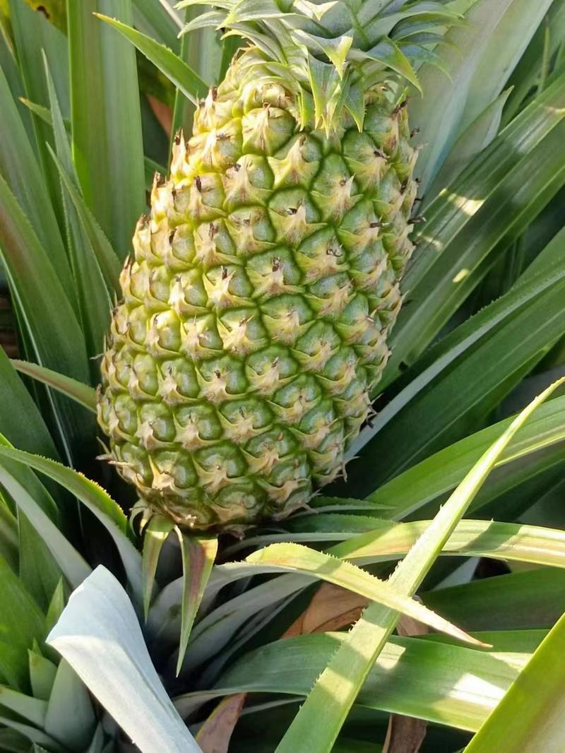 海南香水菠萝，凤梨大量现货供应中，欢迎各位老板前来对接中