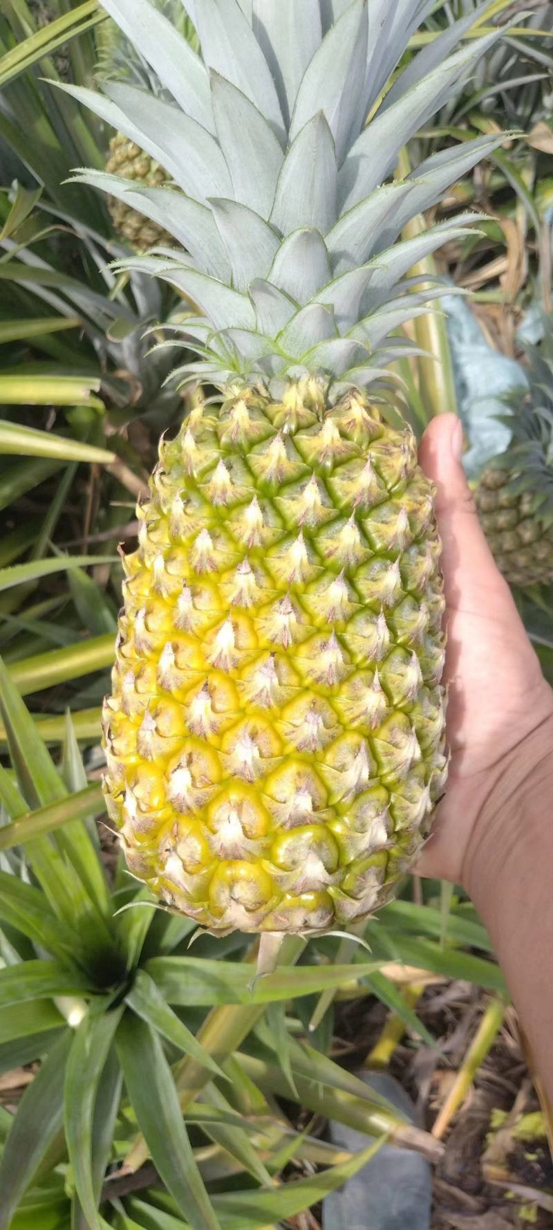 海南香水菠萝，凤梨大量现货供应中，欢迎各位老板前来对接中