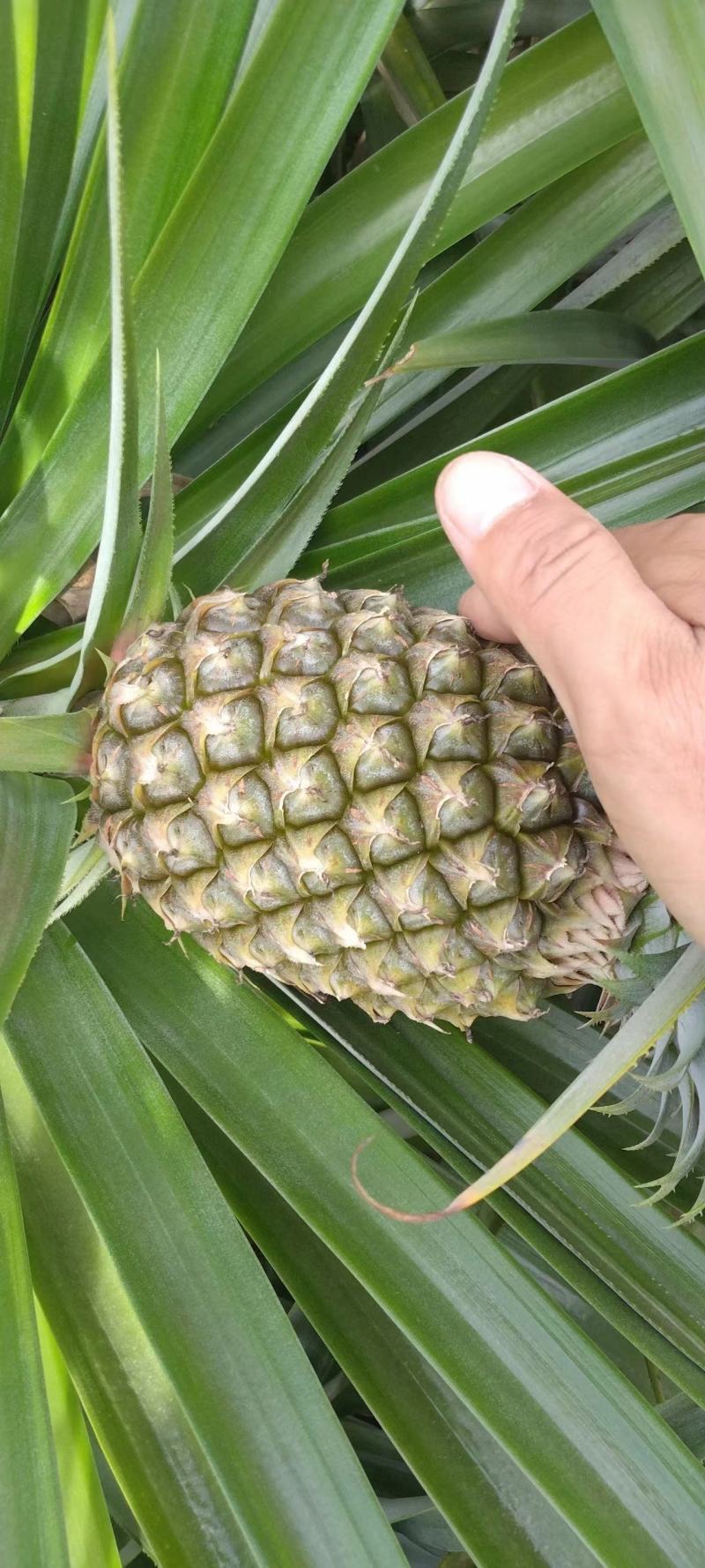 海南香水菠萝，凤梨大量现货供应中，欢迎各位老板前来对接中