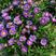 紫菀种子返魂草紫倩种籽多年生花坛室外盆栽观花春秋季播