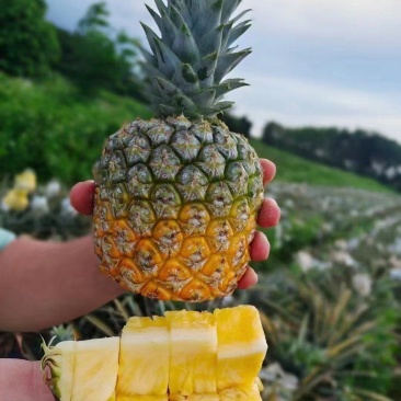 海南香水菠萝，凤梨大量现货供应中，欢迎各位老板前来对接中