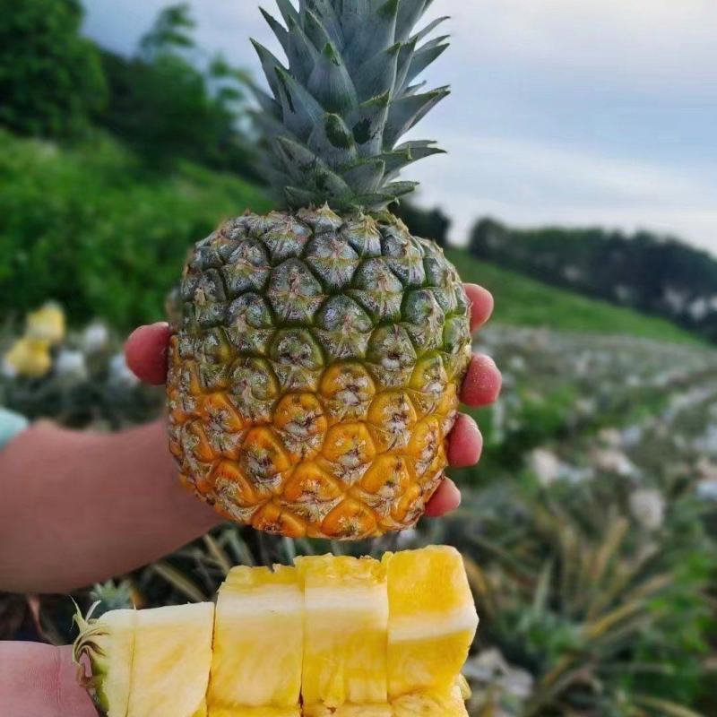 海南香水菠萝，凤梨大量现货供应中，欢迎各位老板前来对接中