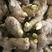 山东姜种，368脱毒姜种，品种全亩产过万，包技术包回收。