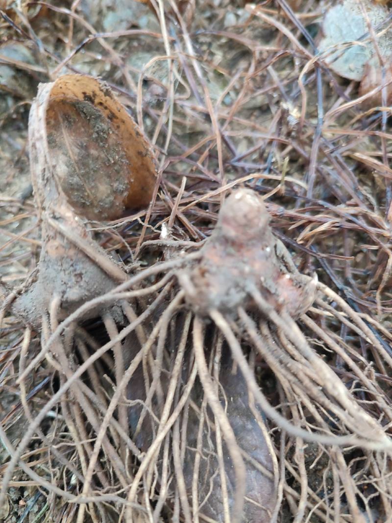 出售精选条形朱砂点苍术苗（一年生）产地直销质量有保障