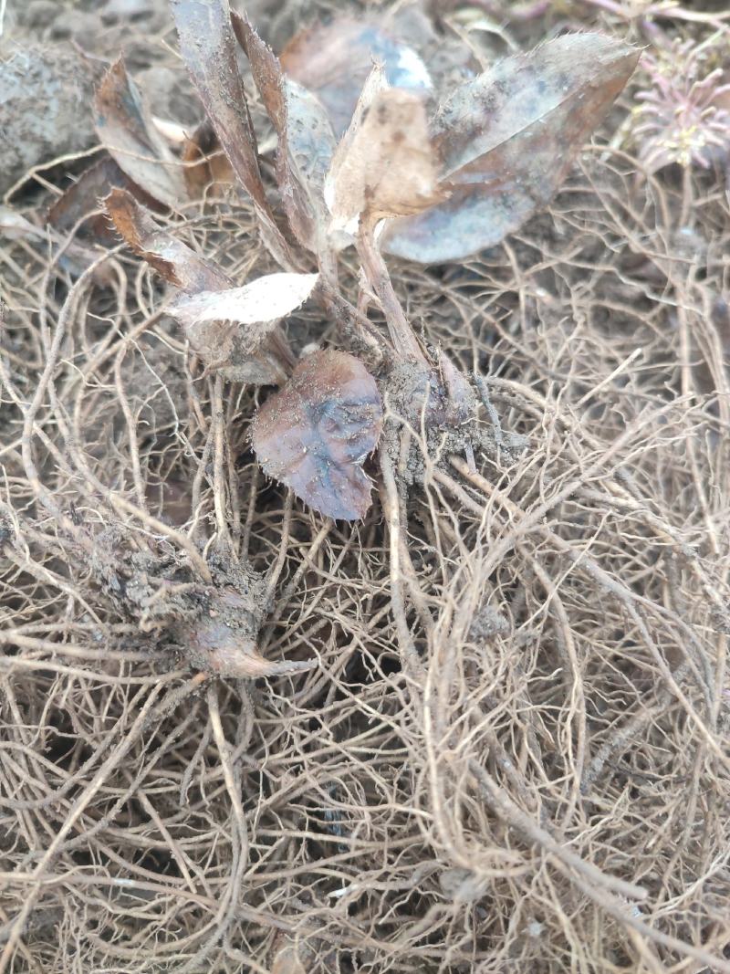 出售精选条形朱砂点苍术苗（一年生）产地直销质量有保障