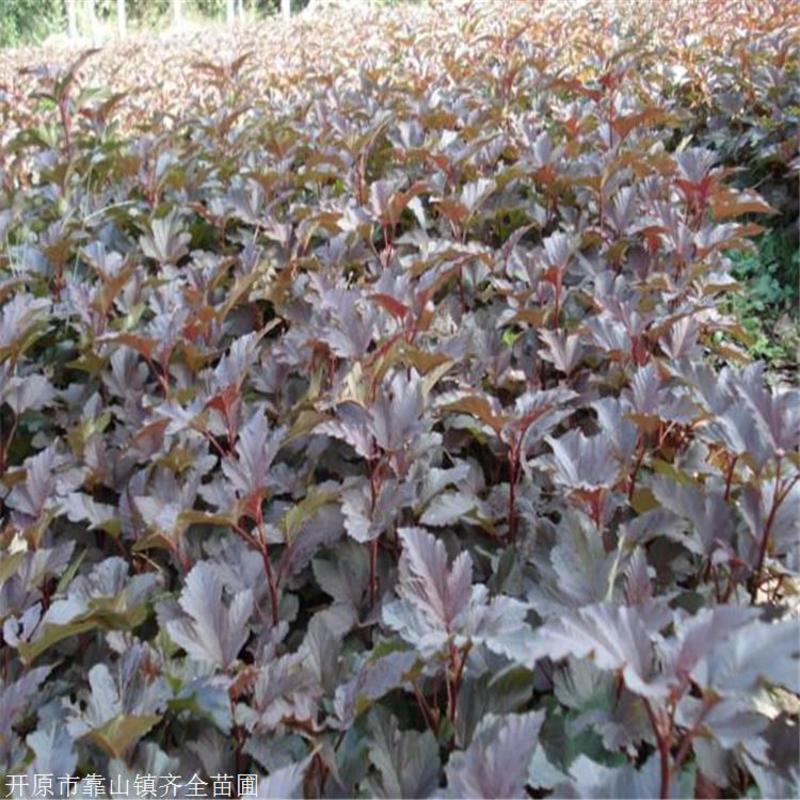 紫叶枫香果扦插苗，工程苗，15公分高以上至30公公。