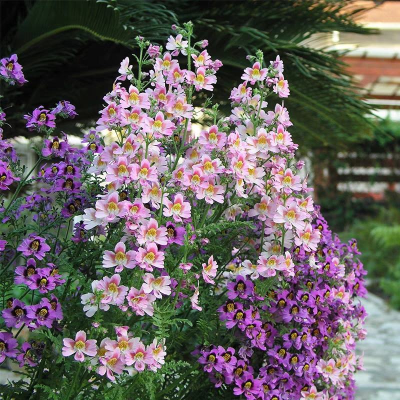 蛾蝶花种子四季易种易活室内外四季盆栽植物花籽花卉花草景观