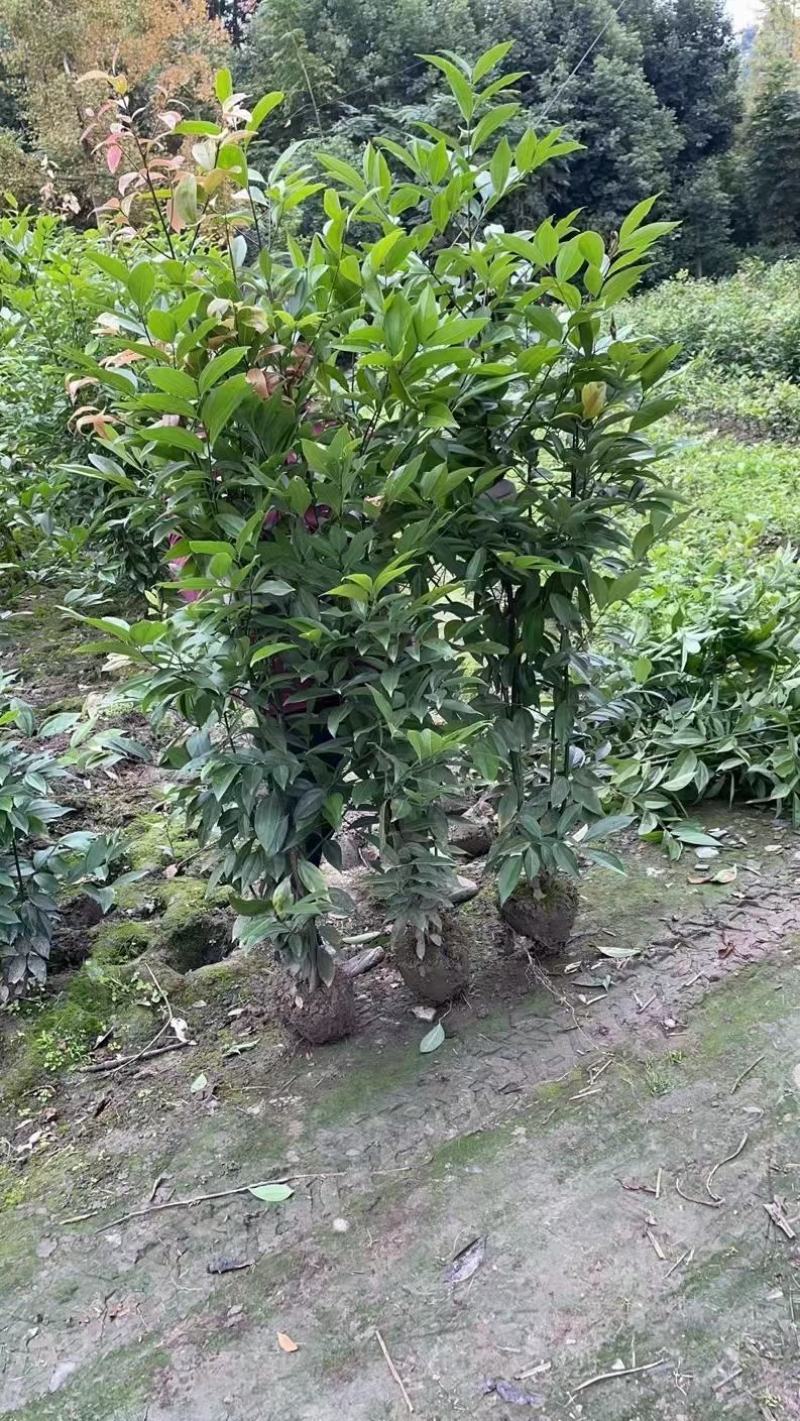 天竺桂绿篱高度1.5米到1.8米基地自产自销，数量5万