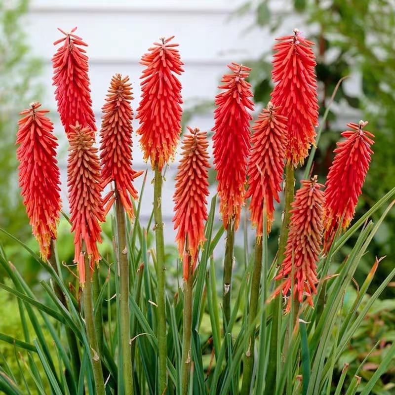 火炬花种籽红火棒火把莲种子多年生宿根室外阳台庭院花园盆栽