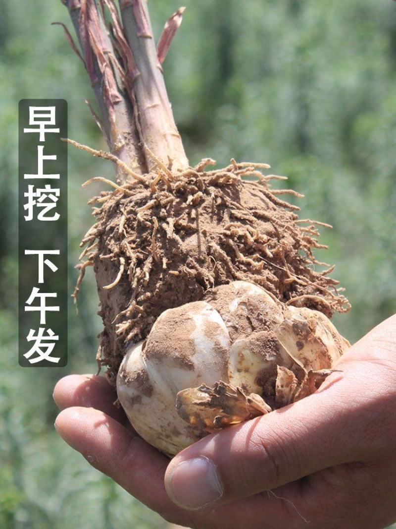 甘肃省兰州市土特产兰州甜百合鲜百合精品两头皇