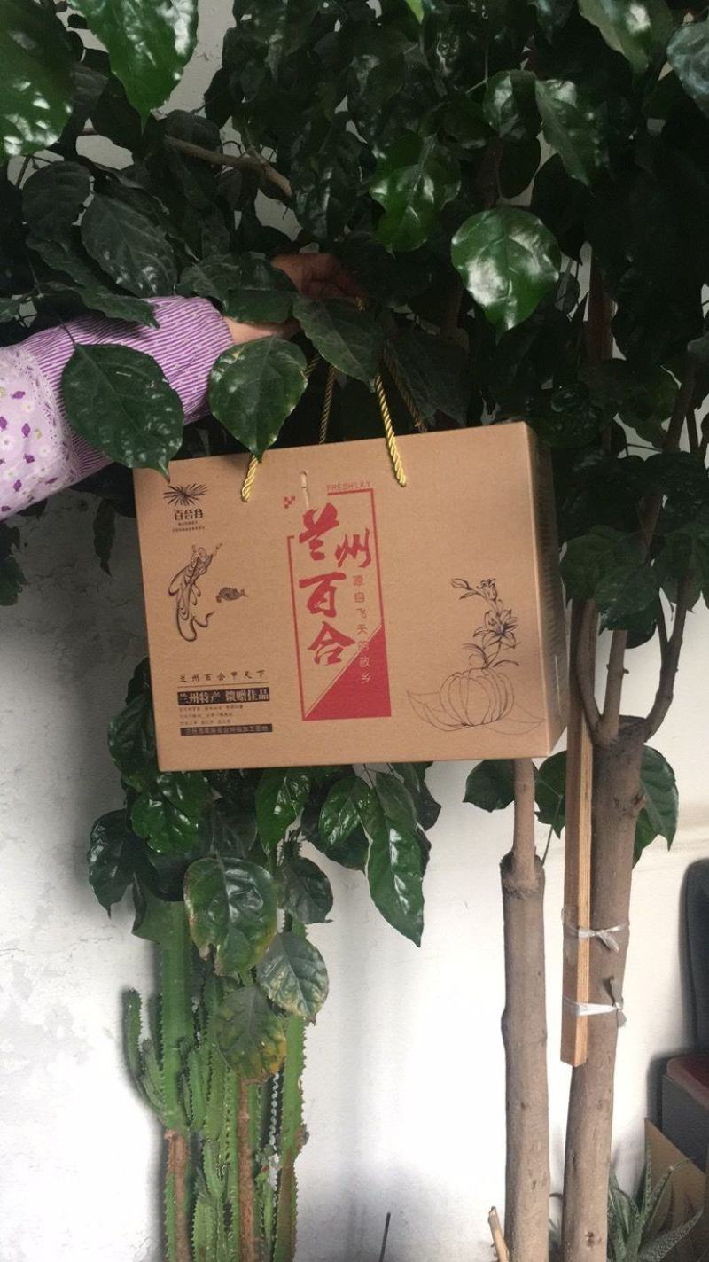 甘肃省兰州市土特产兰州甜百合鲜百合精品两头皇