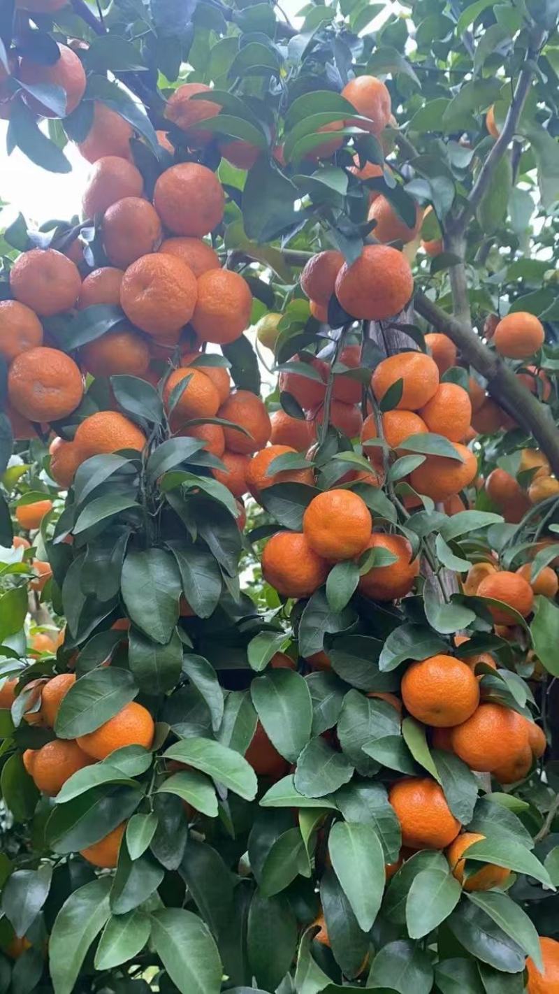 广西沙糖桔柔软多汁果皮极薄果纯甜化渣无核品质保证